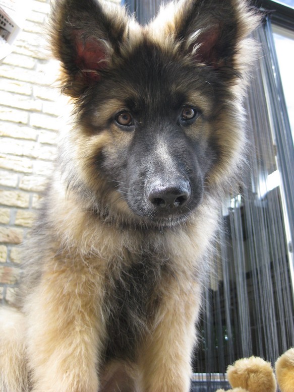 Fotos/2011 vervolgAzra/Gozer/IMG_0683 [Gozer].JPG